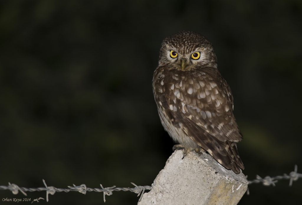 Kukumav  Athene noctua  Little owl