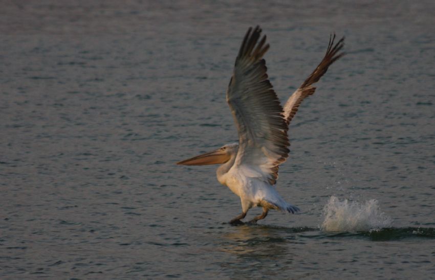 Pelikan Havalan�rken...