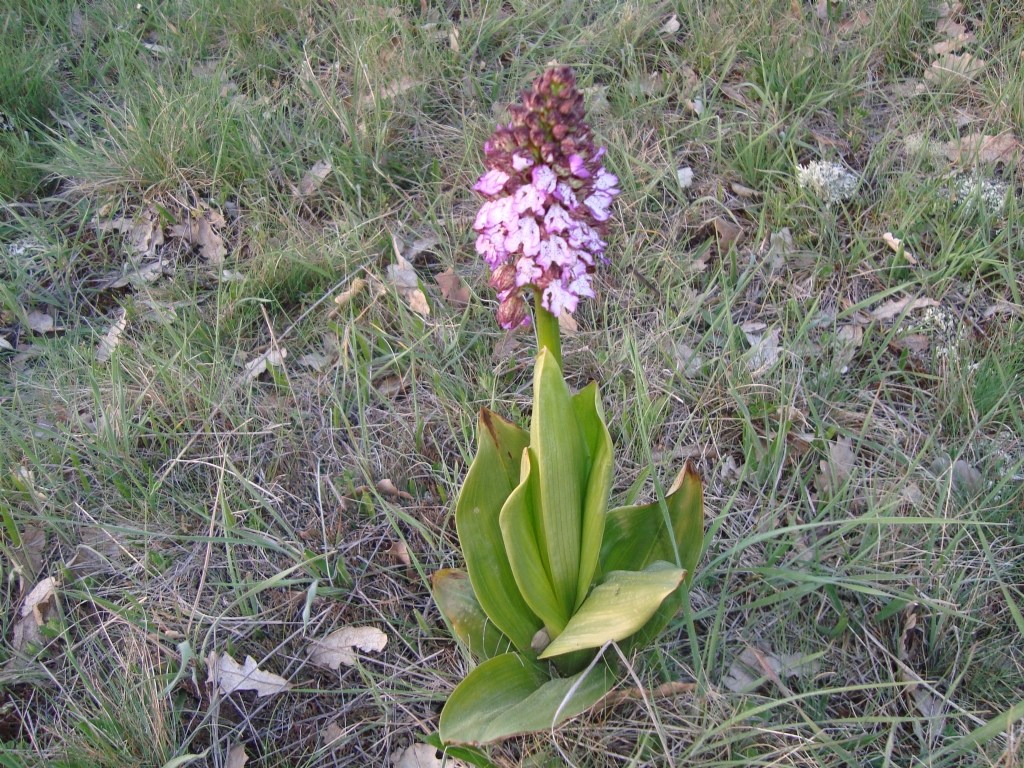 Yabani orkide (Salep)