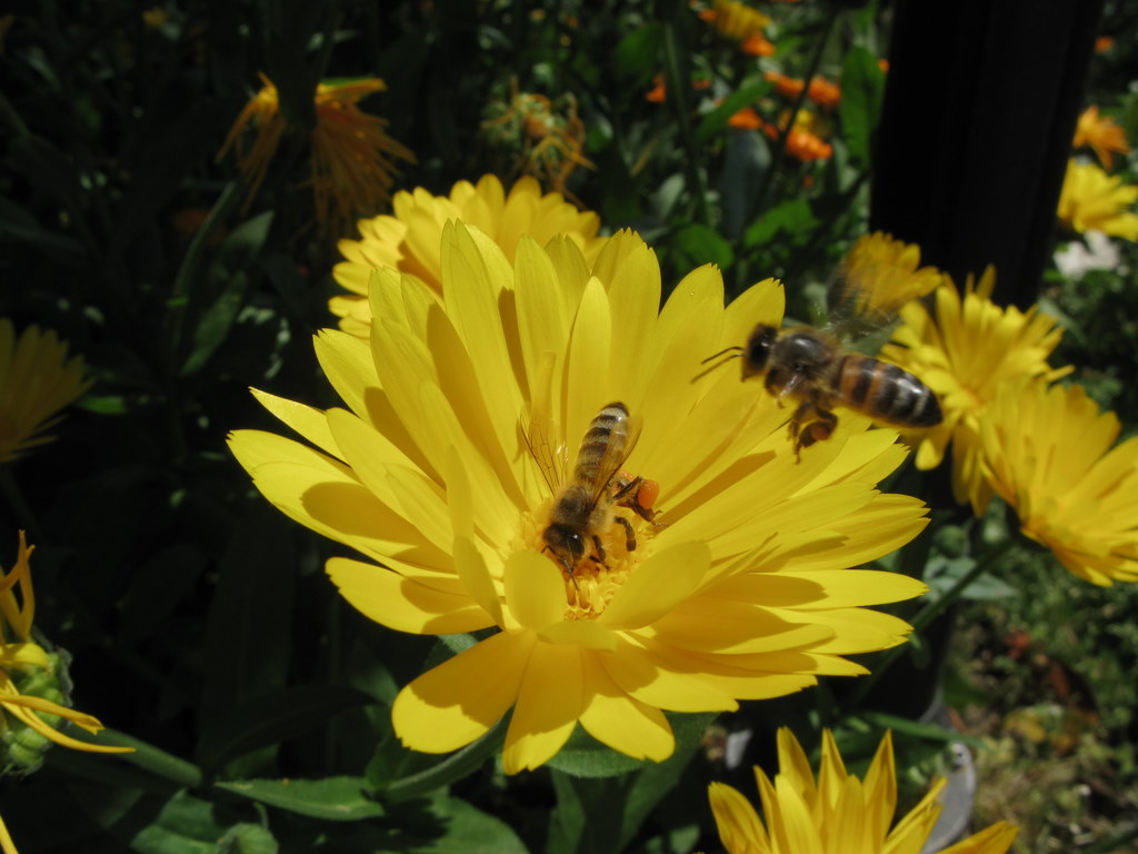 sar� papatya ve ar�lar