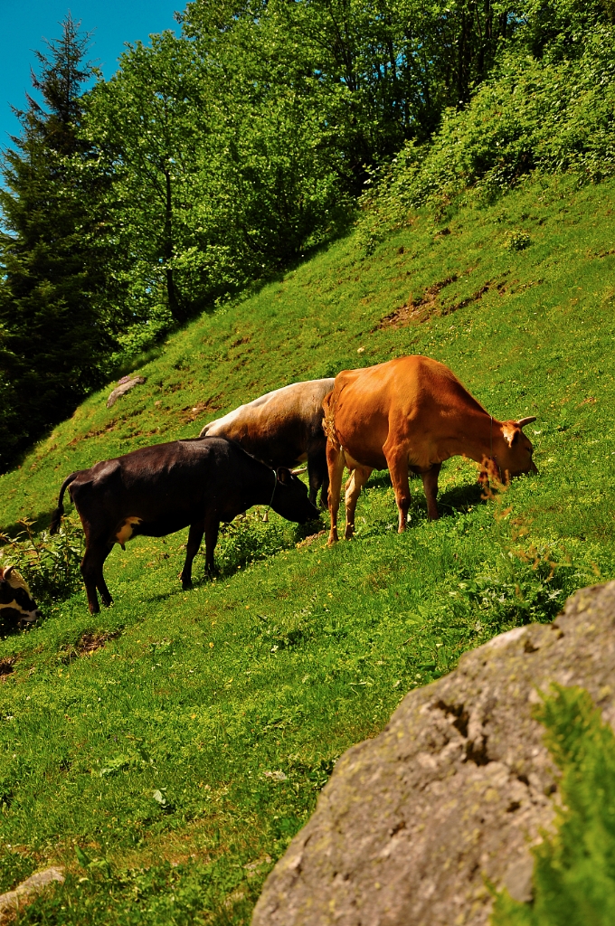 YAYLA