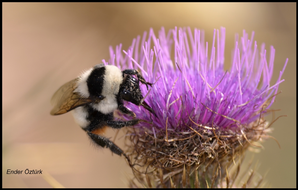 Bombus Ars