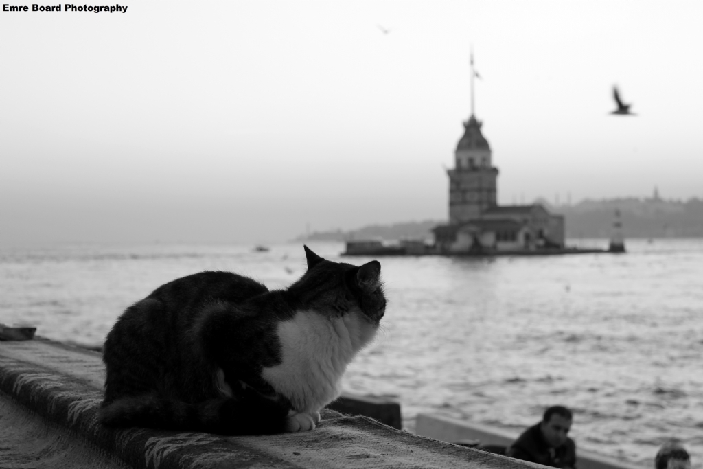 Uzaklara Dalm Gitmi bir kedi (: