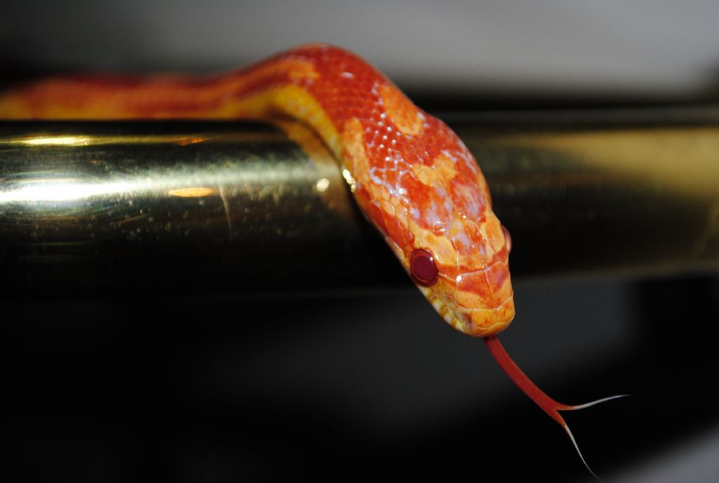 m�thi� g�zellik..