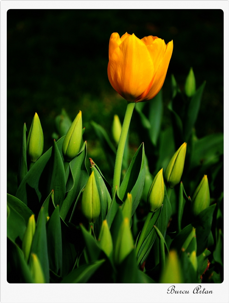 sana sar� laleler ald�m