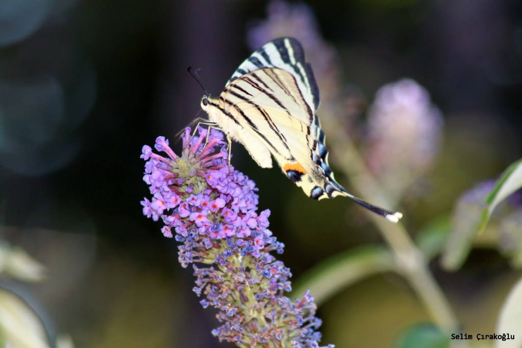 Kelebek ve �i�ek