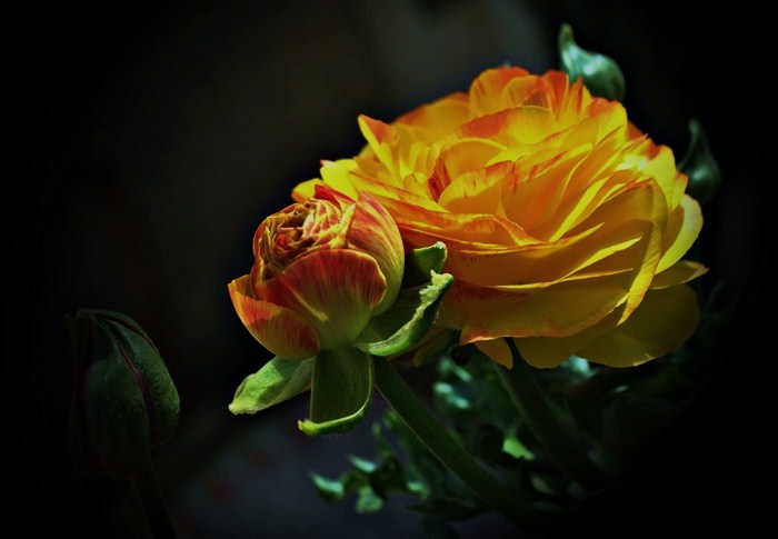 tomurcuklar a��yor.