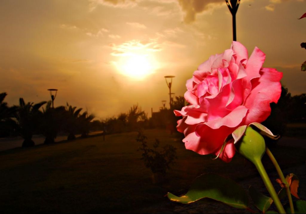 sunset&flower