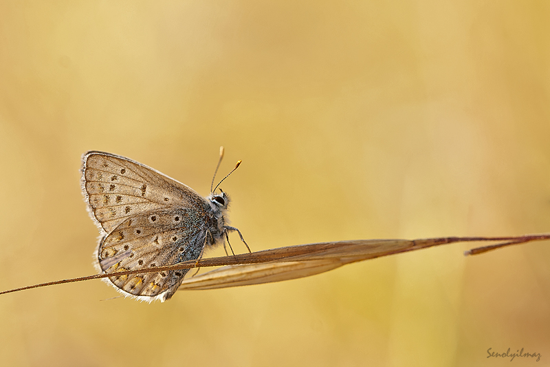 Rengarenk ya�amlar...