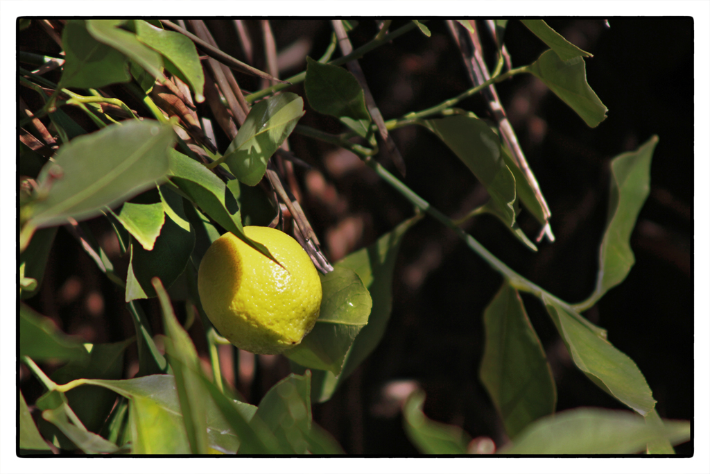 Limon