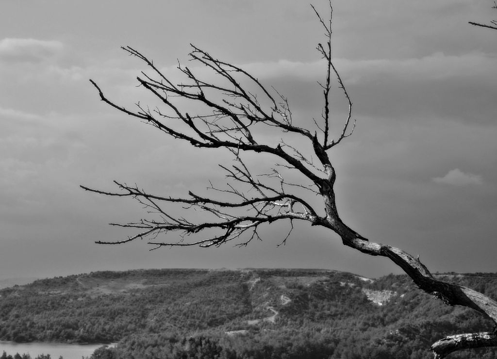 gklere uzanan kuru bir el