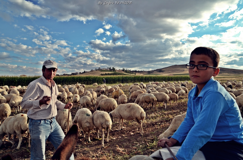 Sivas'�n  koyunu da bitmez �oban�da.)