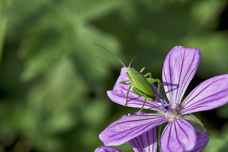 gidi�e dur diyememek...