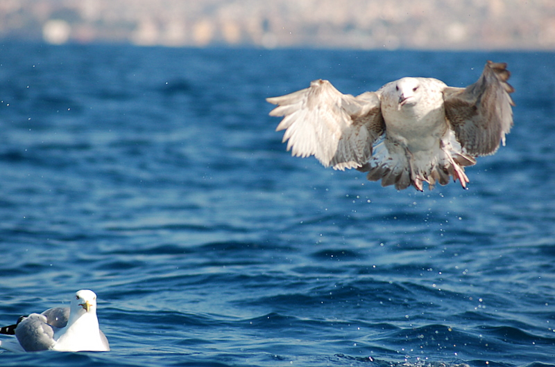 Doan grnml mart..)))