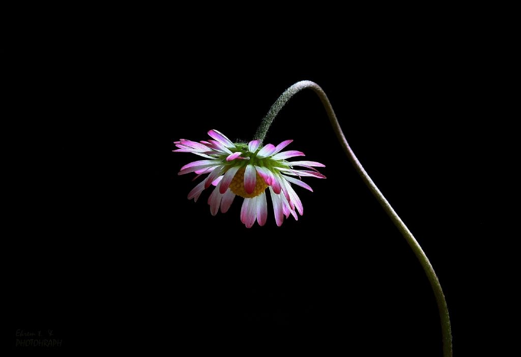 Banz ne eilmesin !...