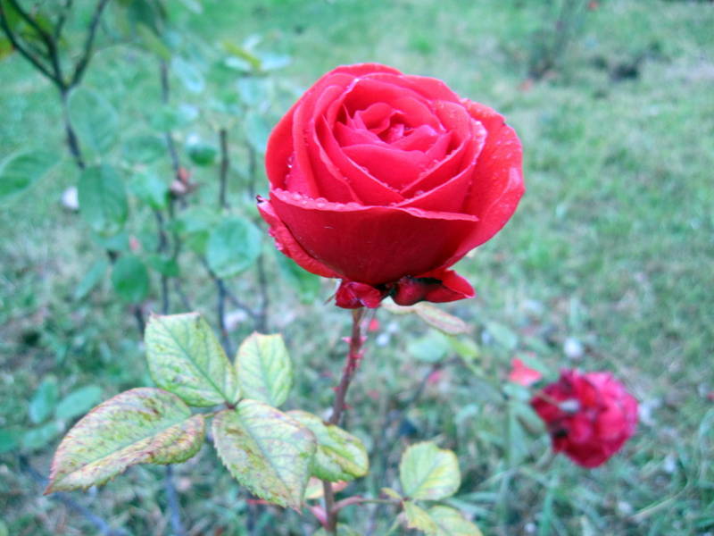 Kn gl grnts, Kzlcablk