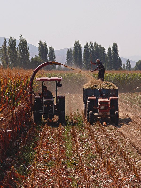 M�s�r�n Harman�