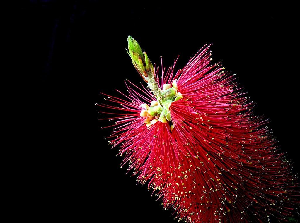 Fra als  (Callistemon Citrinus)