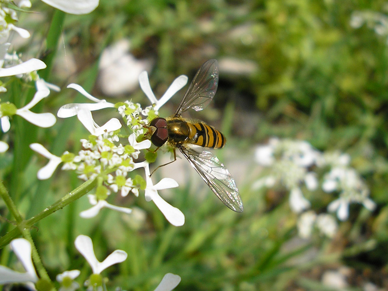 Sinek Kktr Ama......