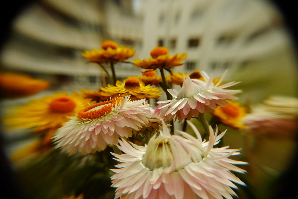 Balkonumuzdaki �i�ekler