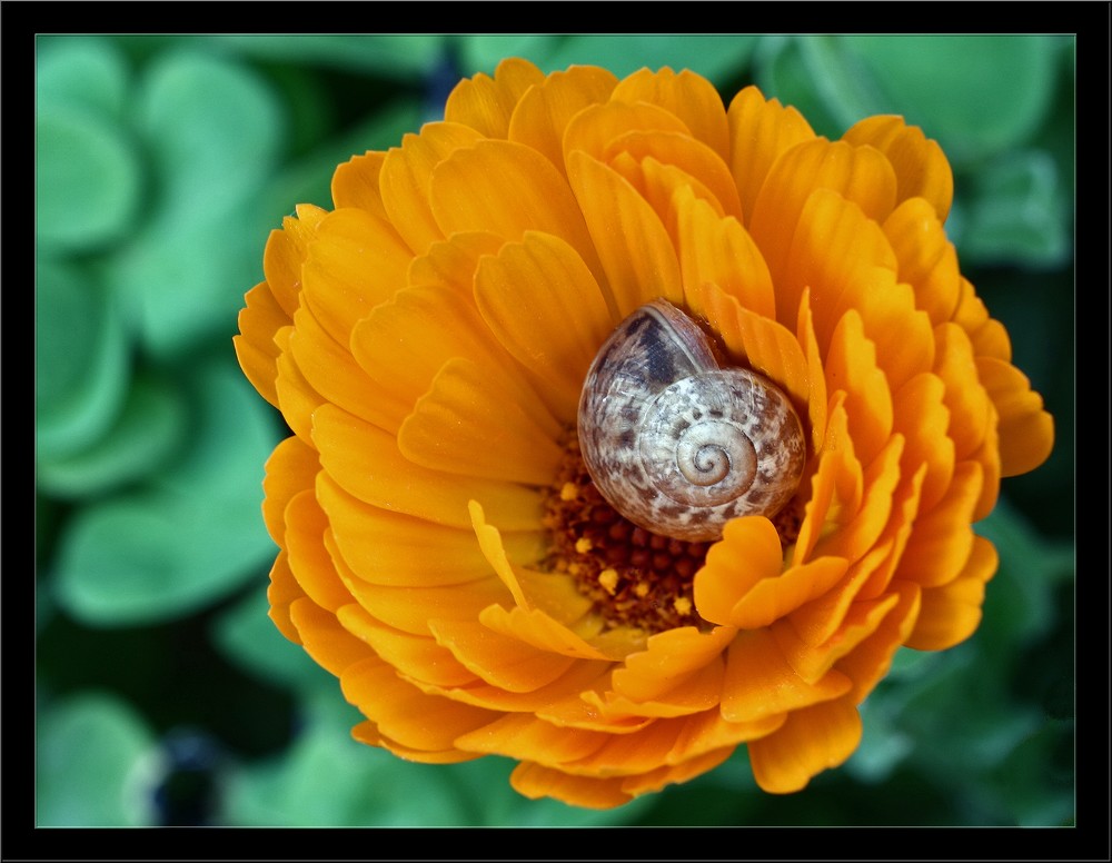 �z�mde B�cek...3