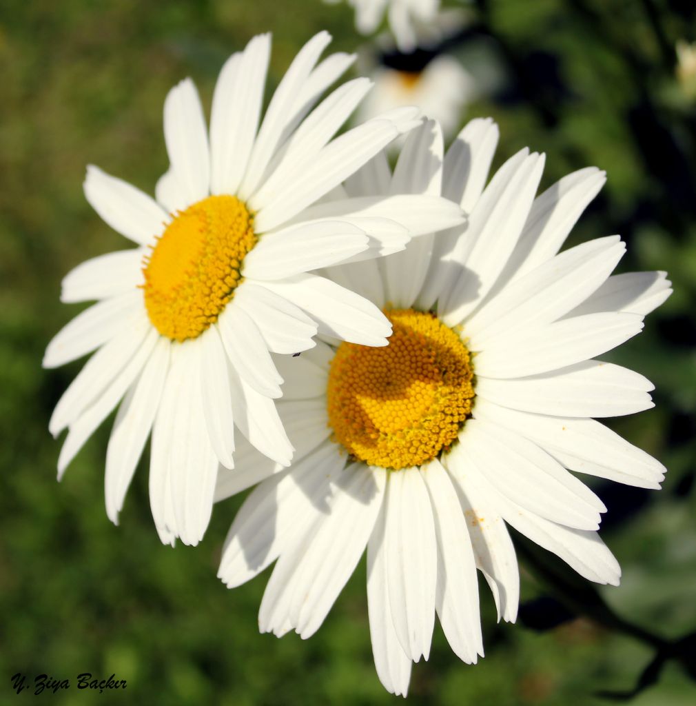 Seviyor-Sevmiyor - 2