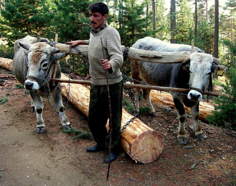 Y�r� Be Sar��k�z�m