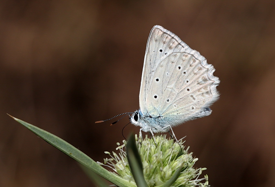 okgzl Dafnis (Polyommatus daphnis)