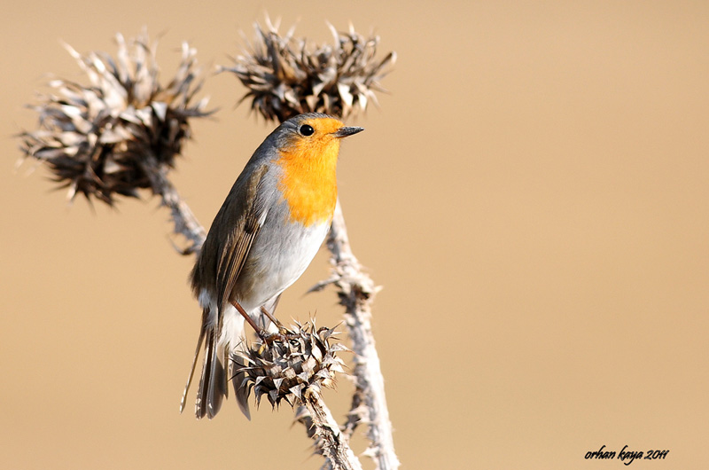K�z�lgerdan � Erithacus rubecula � Robin