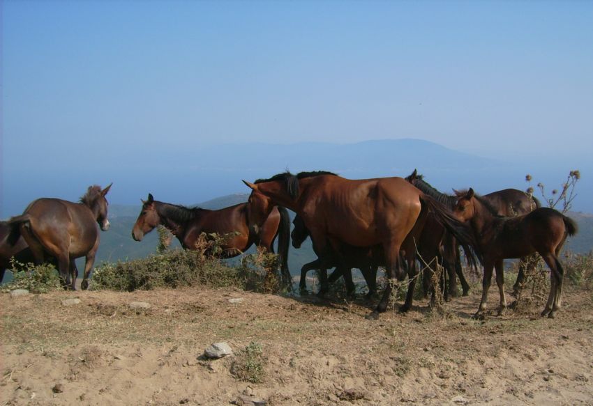 dalarn yabani sakinleri