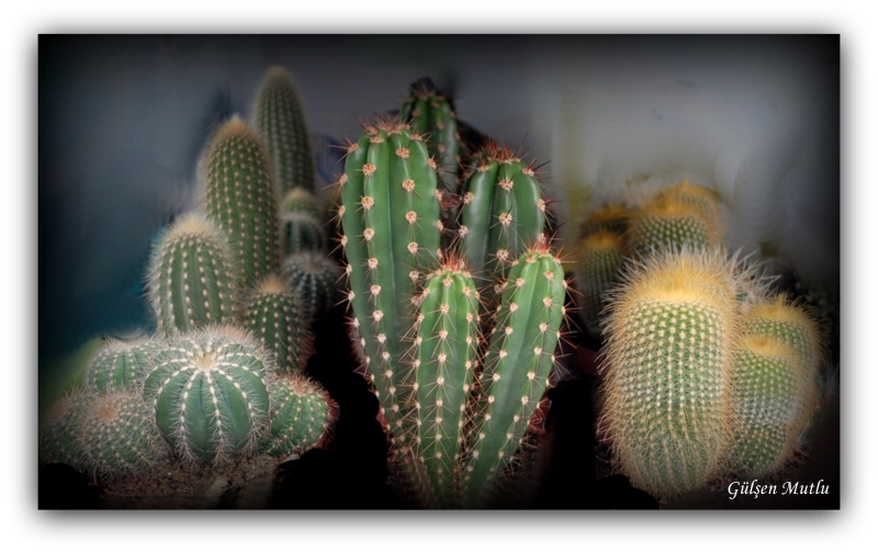 Kaktusler
