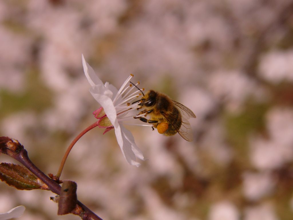 Ari,nin cicek aski ve emegin karsiligi polenler