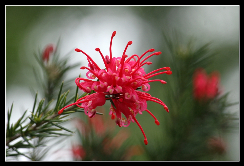 Grevillea