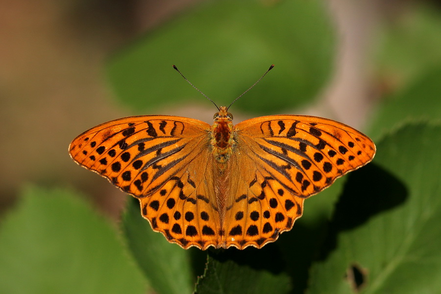 Cengaver (Argynnis paphia)