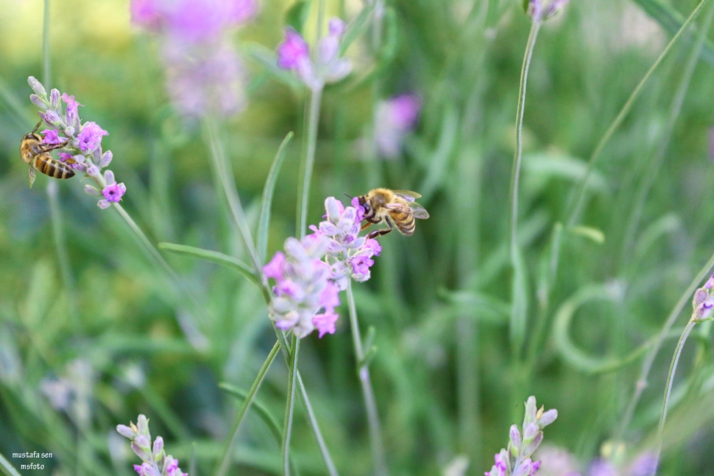 Macro �ekim Ar�lar