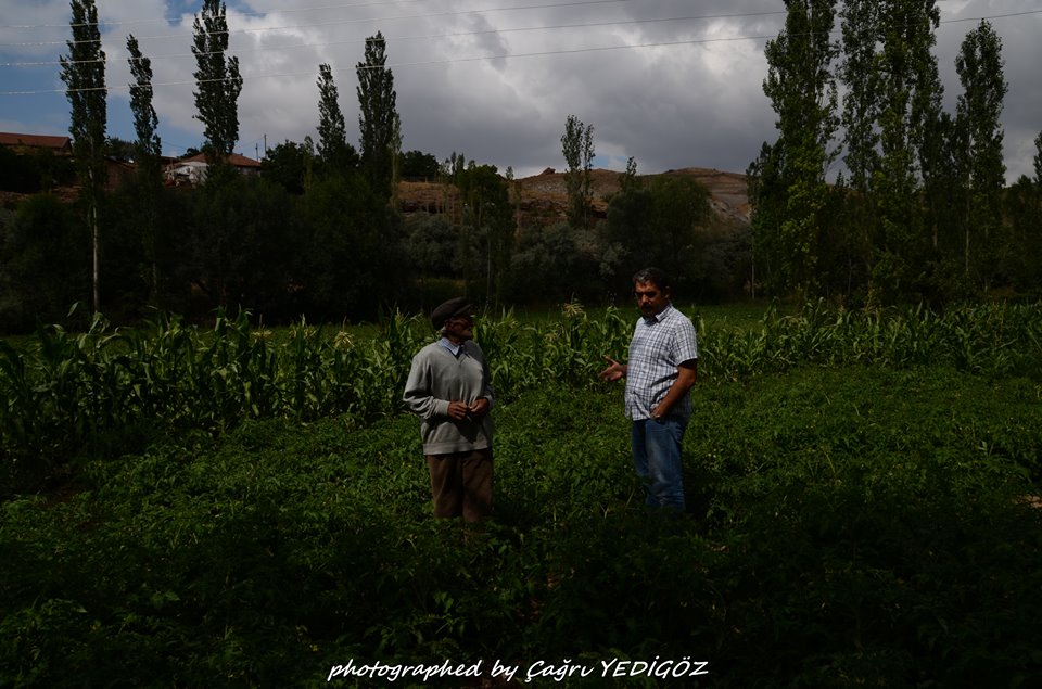 m�s�r tarlalar�...