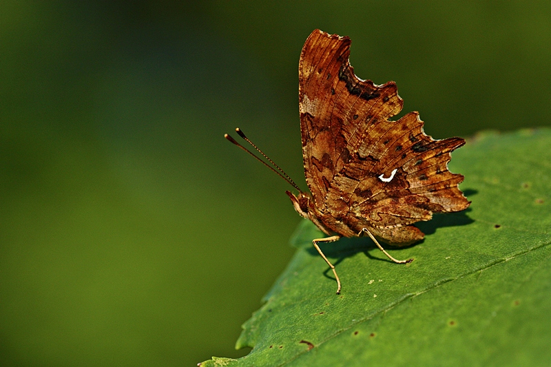 Yrtk prtk(Polygonia c-album)