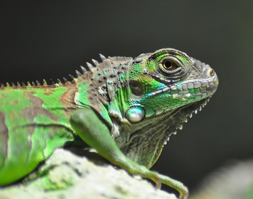 iguana