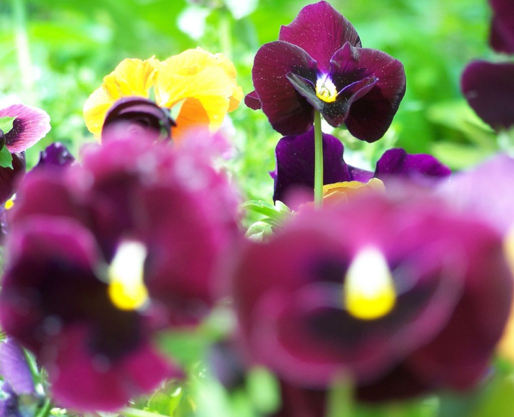 bahar geldi istanbul'a