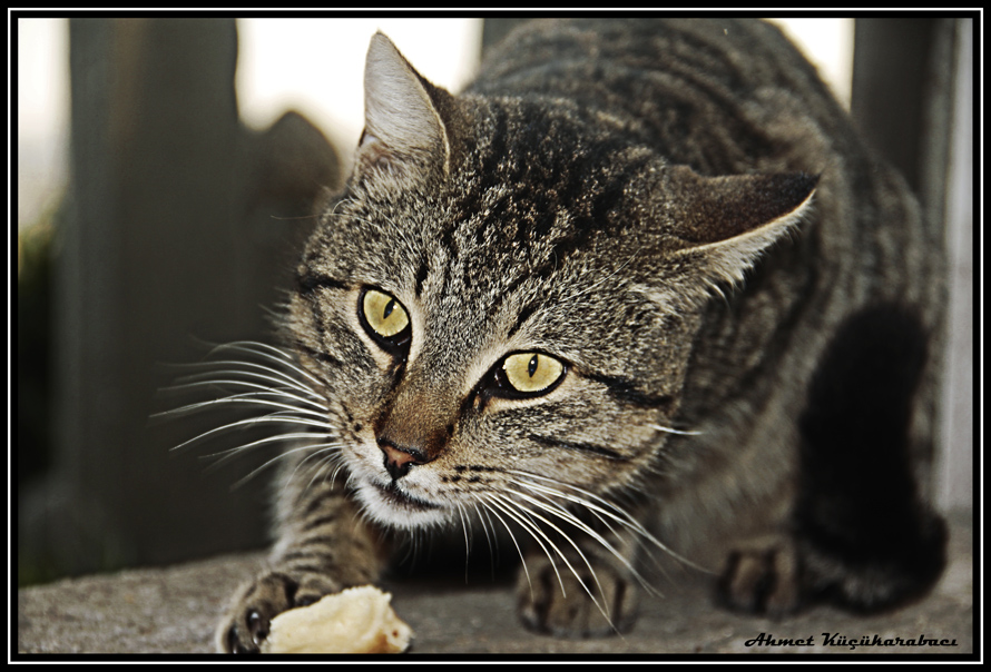 Ekmeini Sahiplenen Kedi