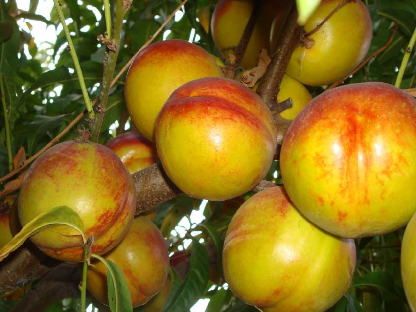 �eftalilere bak�n!!!