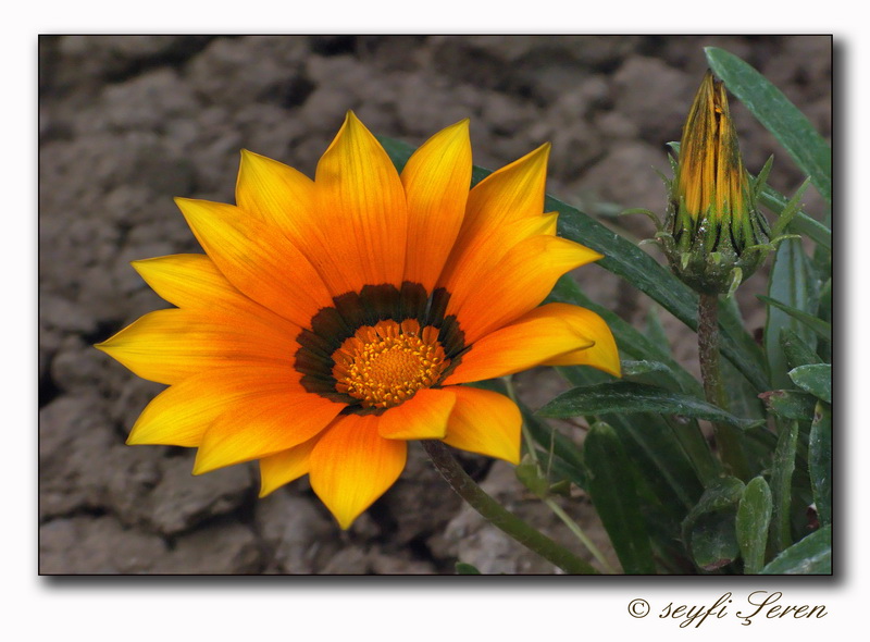 Gnllere icek Ekelim….