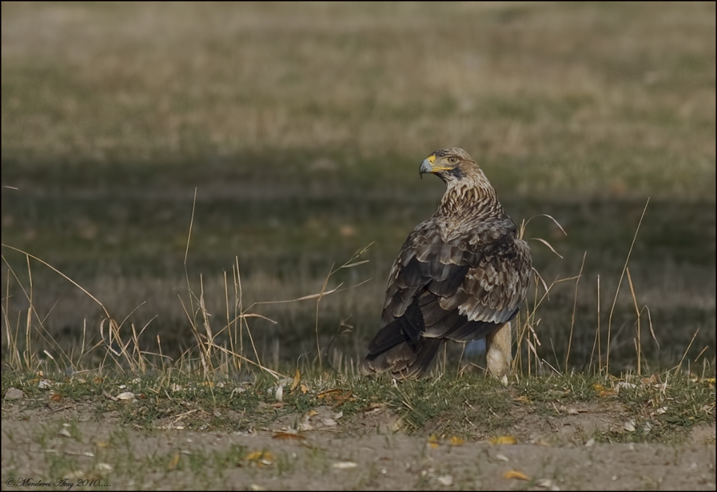 ah kartal Eastern imperial eagle / Aquila heliaca