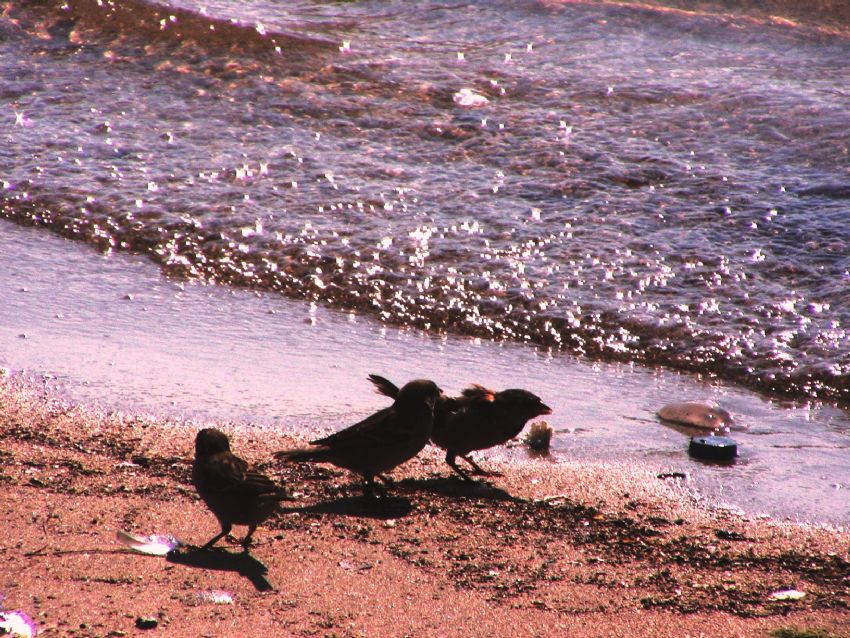 Sahildeki ser�eler