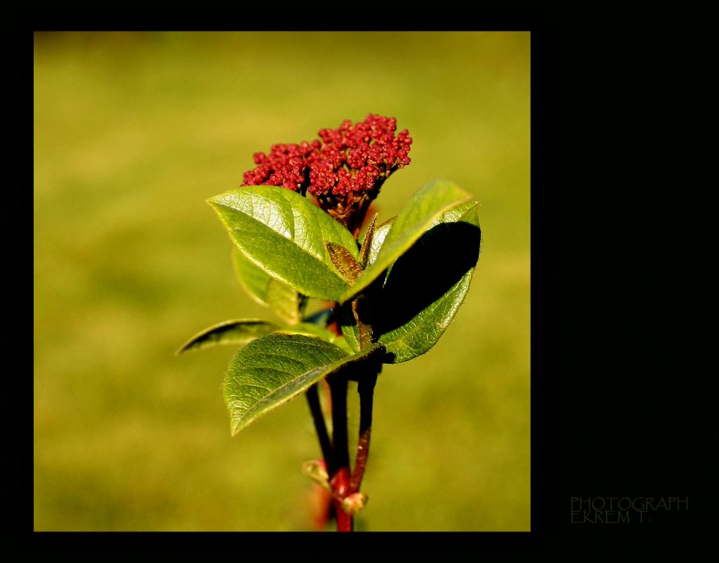 Lantana Camara