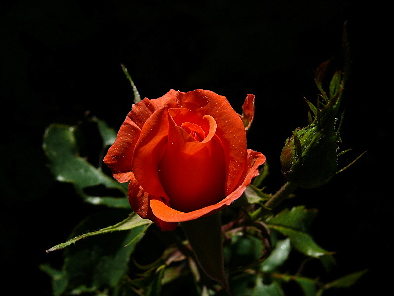 Ata'm�z�n Do�umunun 97. Y�l� Kutlu Olsun!