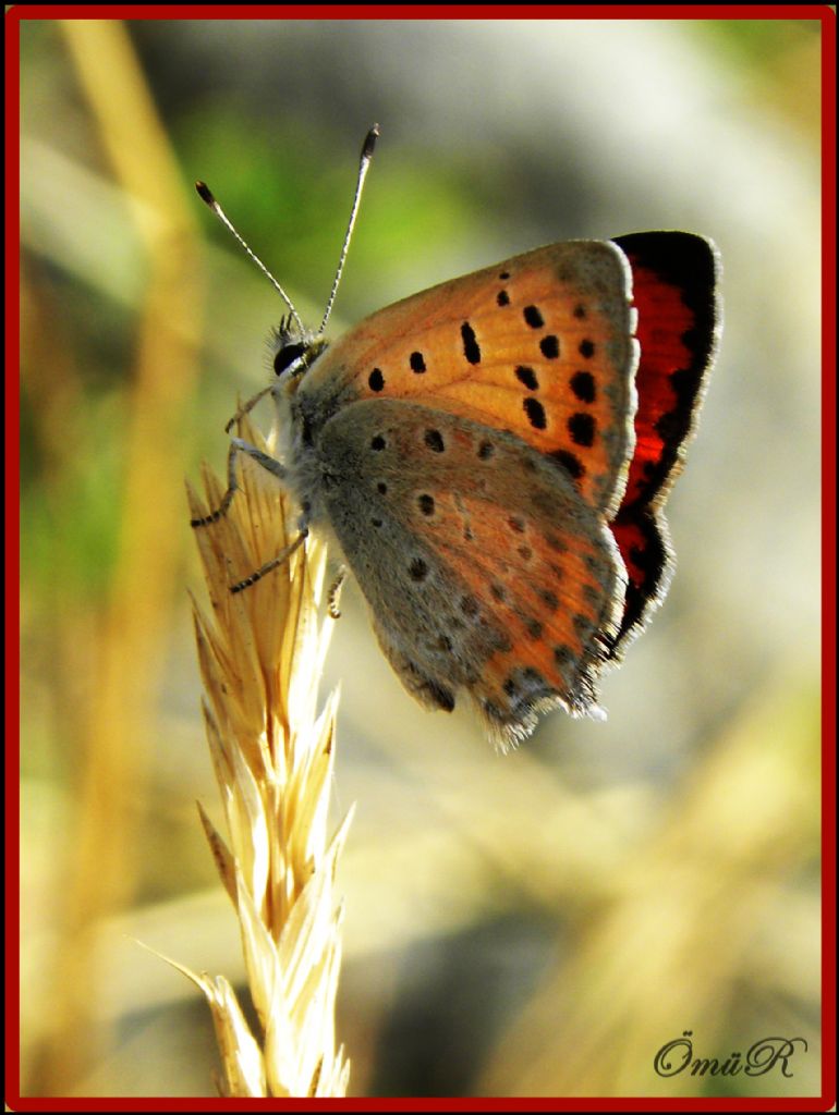 kiprikli ( kelebek 5 )