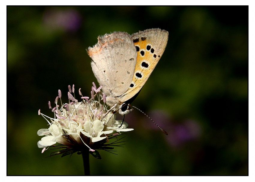 ak�am�st� makro2