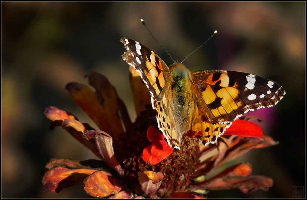 Ortak paydalarda kamufle olmak
