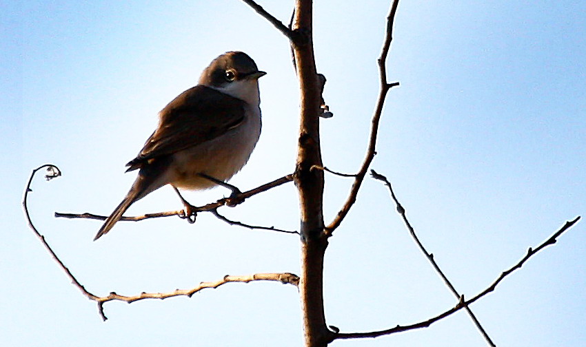 K���k Akgerdanl� �tle�en